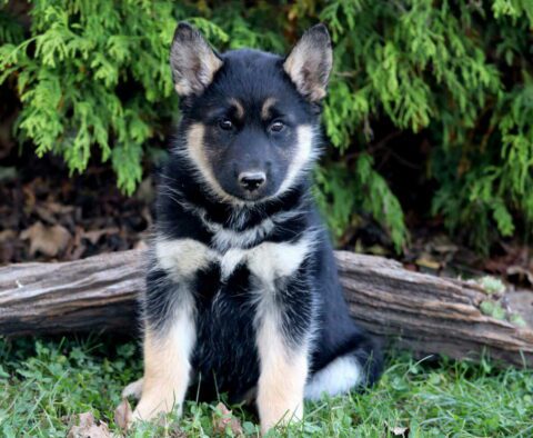 Tori Shepsky