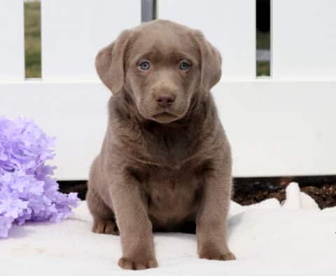 Tori Silver Lab
