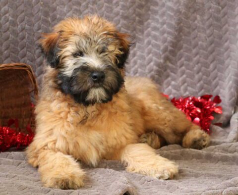 Tori Wheaten Terrier Retake