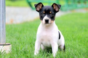 toy fox terrier puppies for sale