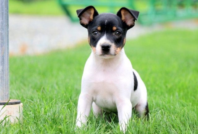 toy fox terrier puppies for sale