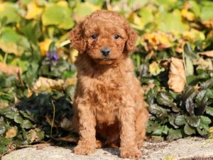 toy goldendoodle puppies for sale