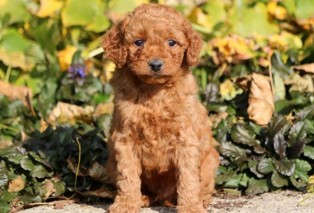 toy goldendoodle puppies for sale
