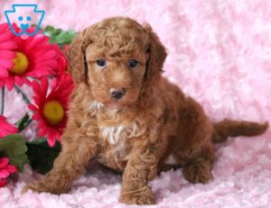 Toy Labradoodle puppies for sale