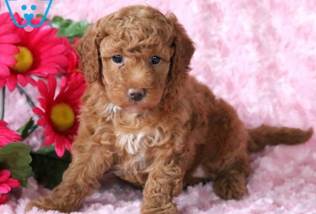 Toy Labradoodle puppies for sale