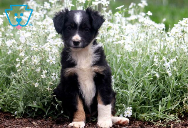 Tray Mini Australian Shepherd