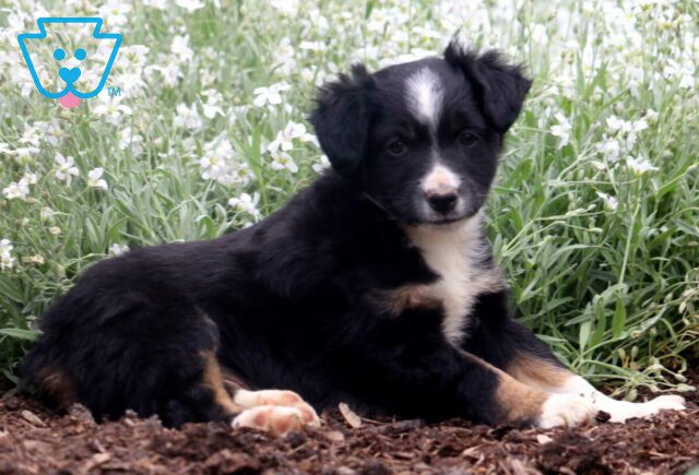 Tray Mini Australian Shepherd2