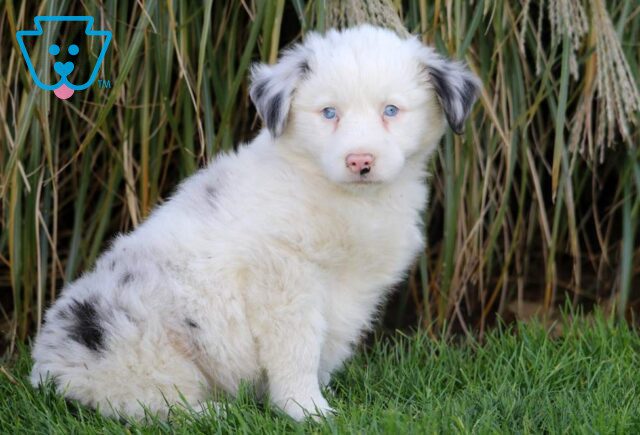 Treasure Australian Shepherd