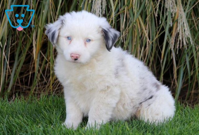 Treasure Australian Shepherd2