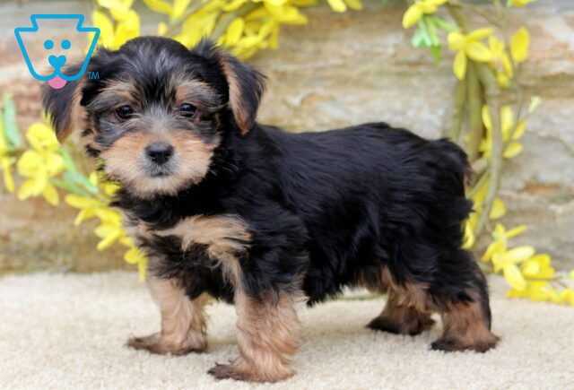 Trixie Yorkie 1-001