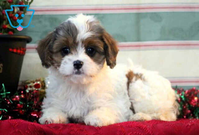Trooper Cavapoo image