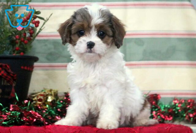 Trooper Cavapoo2 image