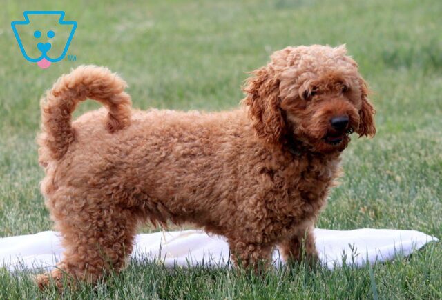 Trooper Mini Poodle Alvin Stoltzfus image