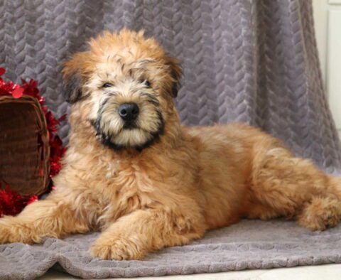 Trucker Wheaten Terrier Retake