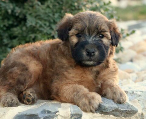 True Wheaten Terrier