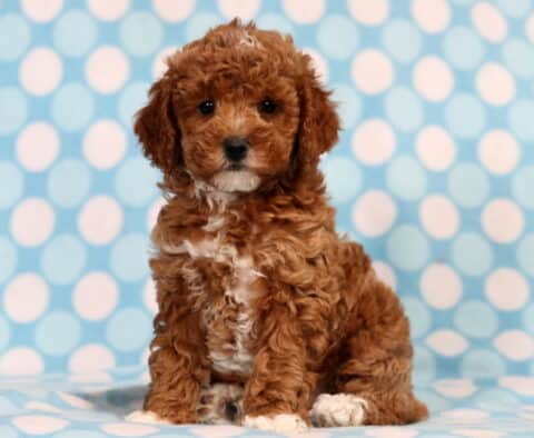 Truffle Mini Poodle2