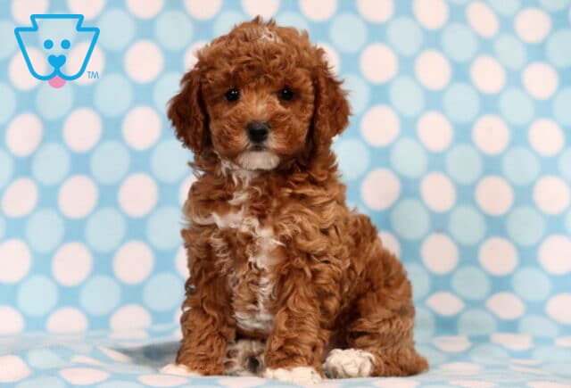 Truffle Mini Poodle2 image
