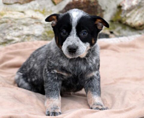 Tucker Blue Heeler
