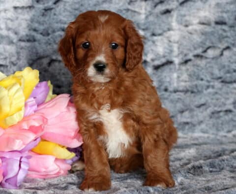 Turbo Cavapoo