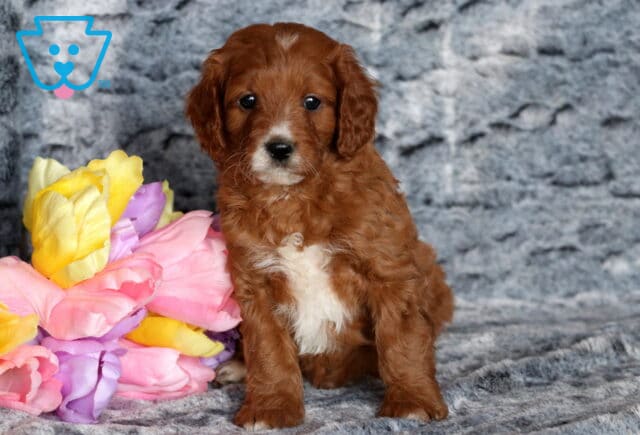 Turbo Cavapoo image