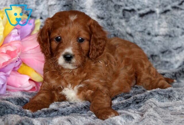 Turbo Cavapoo2 image