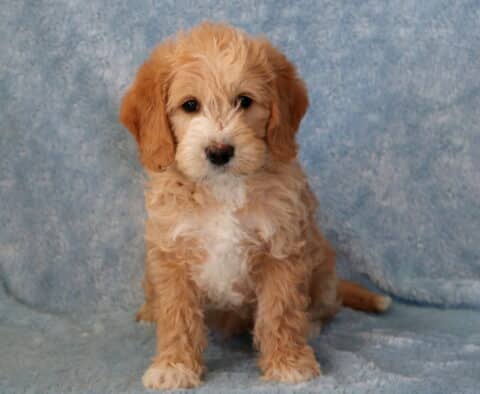 Turbo Mini Goldendoodle