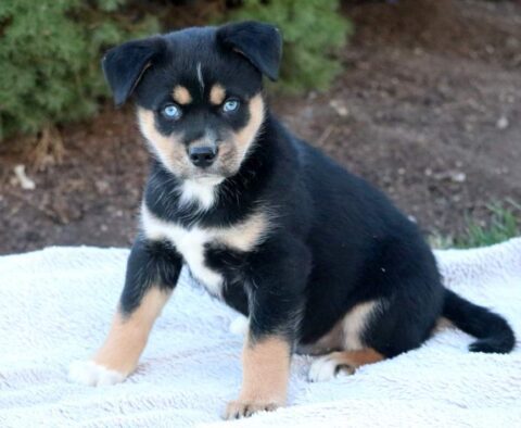 Turbo Rottweiler Mix