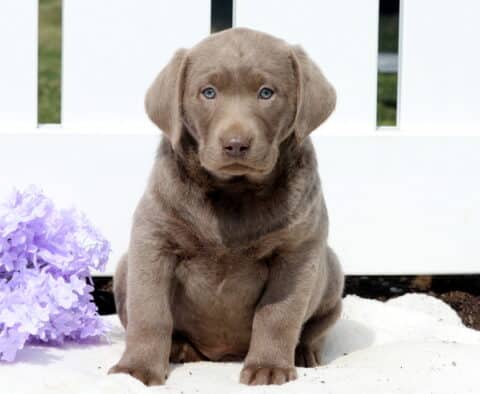 Turbo Silver Lab