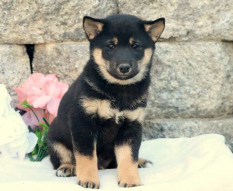 Turner Shiba Inu