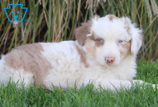 Tweety Australian Shepherd