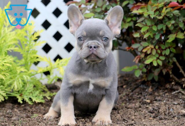 Twila French Bulldog 1-001