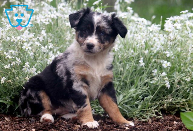 Twila Mini Australian Shepherd