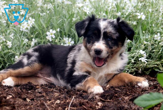 Twila Mini Australian Shepherd2