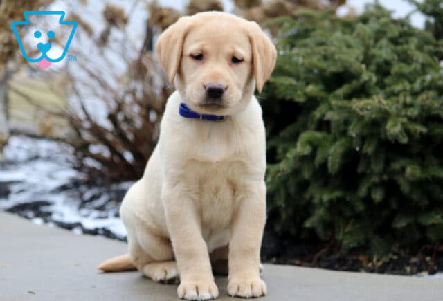 Twila Yellow Lab image