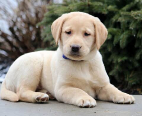Twila Yellow Lab2