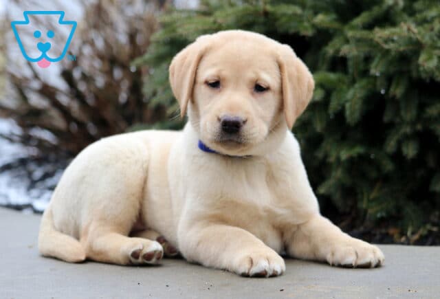 Twila Yellow Lab2 image