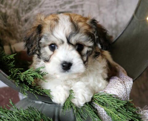 Tyla Cavachon