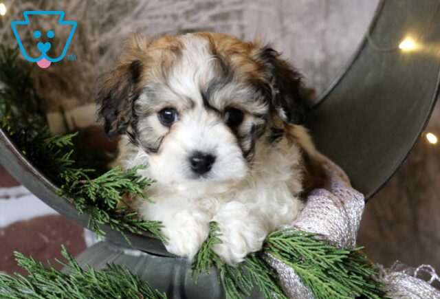Tyla Cavachon image