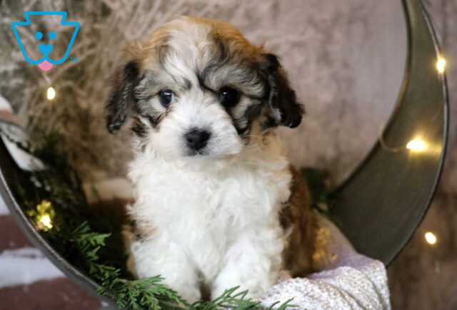 Tyla Cavachon2 image