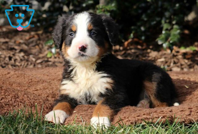 Tyler Bernese