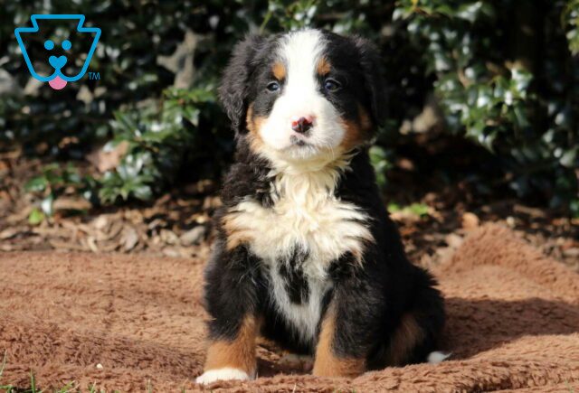 Tyler Bernese2