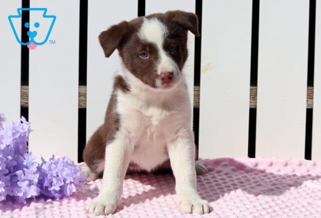 Usha Border Collie image