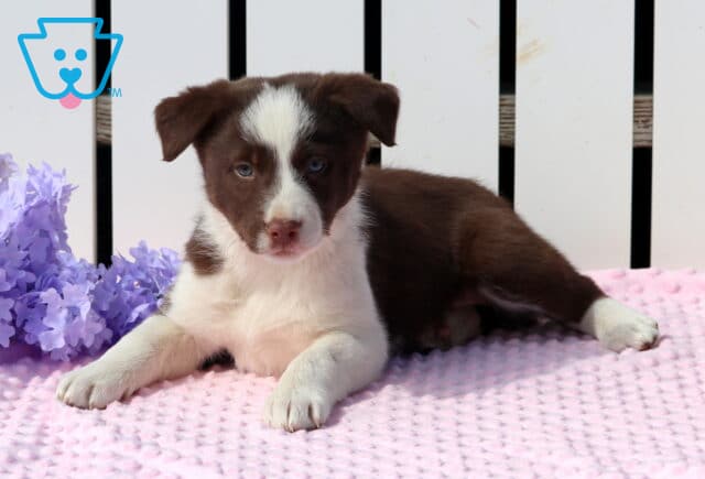 Usha Border Collie2 image