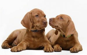 vizsla puppies for sale