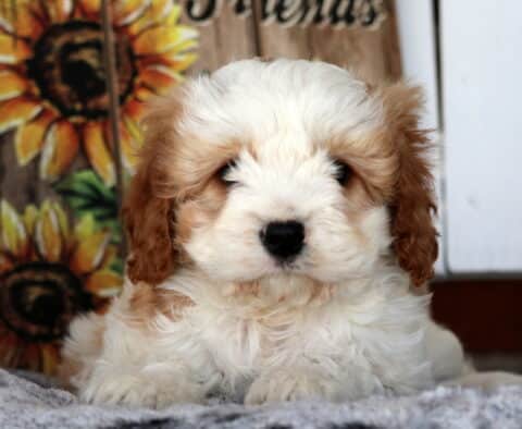 Walker Cavapoo
