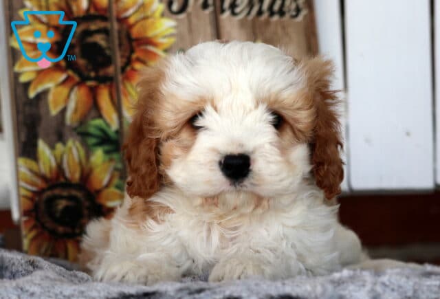 Walker Cavapoo image