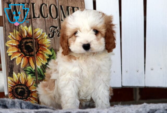 Walker Cavapoo2 image
