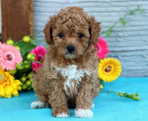 Walker Mini Poodle