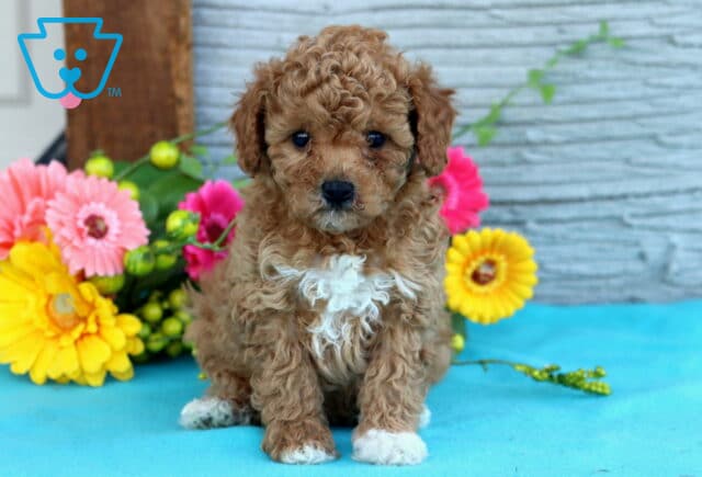 Walker Mini Poodle image