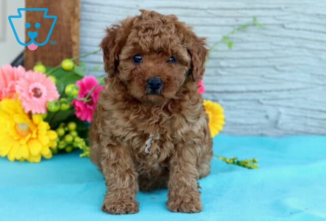 Walnut Mini Poodle image